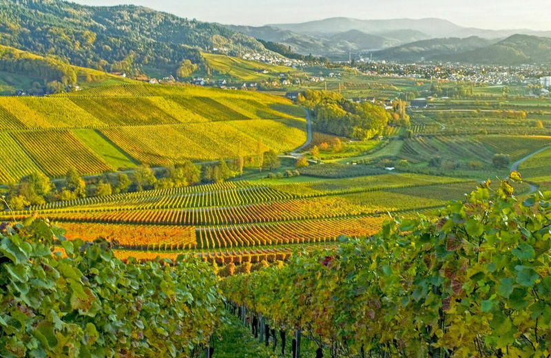 an einem sonnigen Herbsttag in den Oberkircher Weinbergen im Schwarzwald